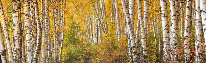Birch grove on sunny autumn day, beautiful landscape through foliage and tree trunks, panorama, horizontal banner