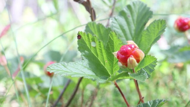 Red forest berry cloudberry sway in wind in middle of wild swamp.