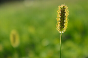 Green grass background. green grass background with sun beam
