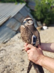 Lanner Falcon satellite transmitter installed.