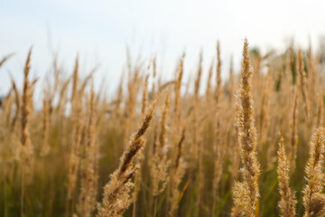 Yellow grass in the field on a Sunny summer day or morning, in light pastel colors