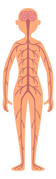 Human nervous system. Adult woman anatomy poster