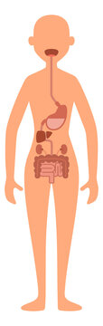 Digestive system illustration. Female body anatomy map
