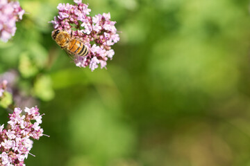 Honey bee collecting nectar on a flower of the flower butterfly bush. Busy insects