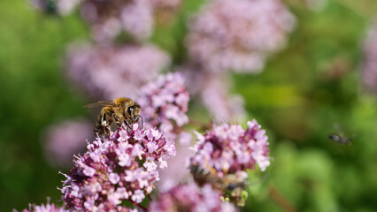 Honey bee collecting nectar on a flower of the flower butterfly bush. Busy insects