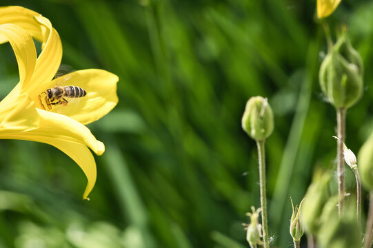 Honey bee collecting nectar in flight on a yellow lily flower. Busy insect.