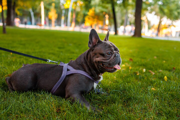 dog french bulldog on a leash in the park lies after a run and rests