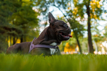 french bulldog licks in the park on the lawn after a hilarious walk he is tired