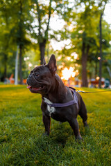 the french bulldog complied with the command quietly and stands in one place in the park under the rays of the warm evening sun