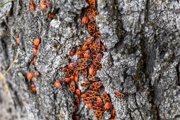 Firebugs (Pyrrhocoris apterus) on a linden tree in autumn in Riga, Latvia