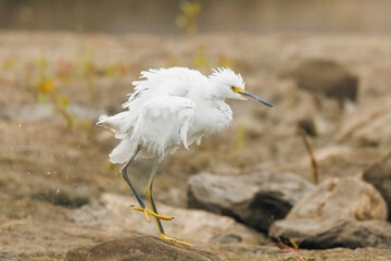 Snowy Egret shaking off the feathers - 528684577