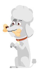 White poodle with bone. Cute cartoon puppy character