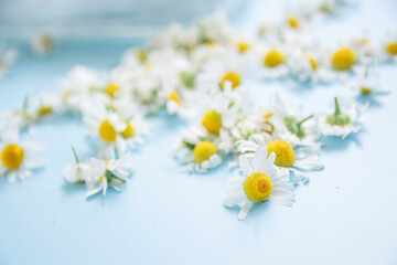 Drying medicinal herbs, chamomile inflorescences. dryer for vegetables. a woman is collecting and drying medicinal chamomile. alternative medicine