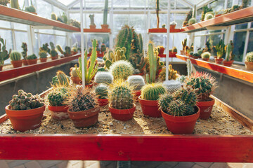 Fototapeta na wymiar Collection of various succulents and plants in colored pots. Potted cactus and house plants against The stylish interior garden