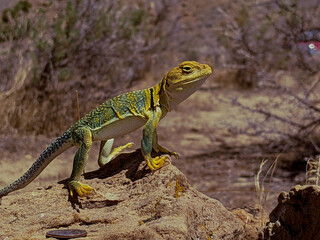 lizard on the rock