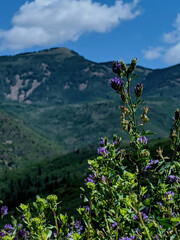 flowers in the mountains