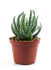 aloe vera in a pot isolated on white background
