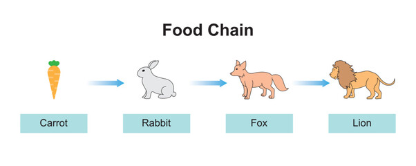Scientific Designing of Food Chain. The Most Importante Relationship in Ecosystem. Colorful Symbols. Vector Illustration.