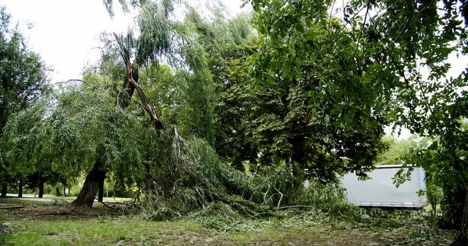 Many fallen trees on road after summer storm. Tree branches soudelor typhoon in city. Storm damage. The broken trees after powerful hurricane storm damage. Tree broken by natural disaster