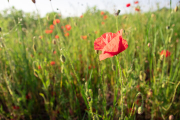 Open bud of red poppy flower in the field. Wild flower meadow with flowers poppies and cornflowers against in summer. wonderful sunny afternoon weather of mountainous countryside. blurred background