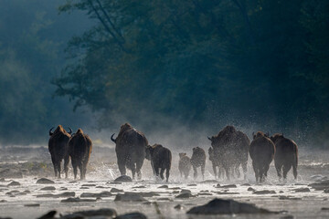 European Bison, Wisent, Bison bonasus. Bieszczady, Carpathians, Poland. © Szymon Bartosz