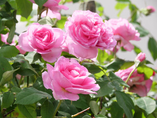 Wunderschöne rosa blühende Rosenblüten als Postkarte oder Grußkarte vor einem verschwommenen...