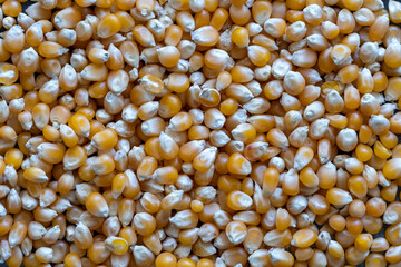 macro view of corns