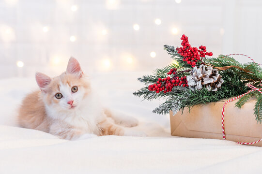 cute ginger fluffy kitten cat playing with christmas red decorations. High quality photo