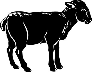 Lamb illustration