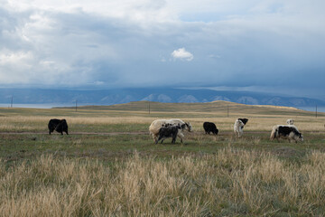 Domestic Yak grazes in fields Olkhon island, Baikal. Russia