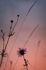 Meadow grass and flowers in pink sunset light
