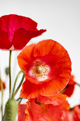 Red poppies on a white background