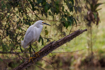 A heron resting on a dead trunk