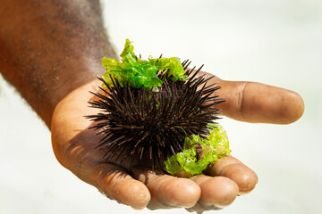 Sea urchin and seaweed leaves on male palm.