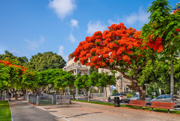 Fototapeta na wymiar Royal Poinciana ( Delonix regia) trees blooming at Boulevard Rothschild in Tel Aviv.