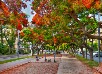 Royal Poinciana ( Delonix regia) trees blooming at Boulevard Rothschild in Tel Aviv.