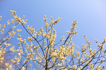 Yellow flowering willow on blue sky.