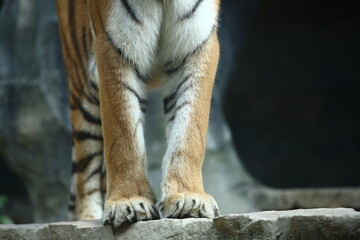 Legs of tiger standing on the rock in natural daylight from Thailand.