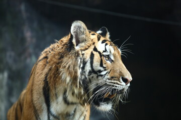 A close-up of a tiger looking to pray in natural light with copy space.