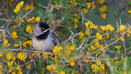 Rüppell`s Warbler is on the branch.