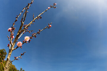 Selective focus of pink flower on its tree with blue sky and sunlight in the background.