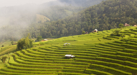 The picture of step rice fields with many cottages in the field, fog coming to the rice field, mountains in the background from north of Thailand.