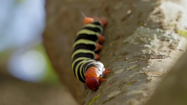 Black and yellow striped caterpillar