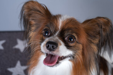Portrait of beautiful cute papillon purebred dog continental toy spaniel looking up. Close up.