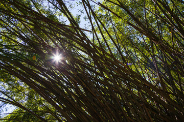 Sun rays passing through bamboo thickets, Sri Lanka