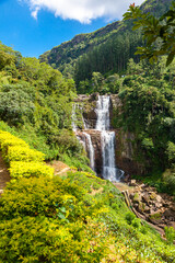 Grandiose unusually beautiful waterfall in the green jungle of the island of Sri Lanka. Overall plan. Yellow plants in the foreground