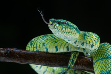 Bornean keeled green pit viper snake Tropidolaemus subannulatus pulls out its tongue 
