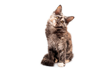 muzzle brown tortoiseshell Maine Coon cat looking straight, isolated white background