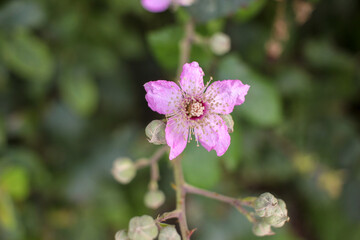 wild flower in nature in autumn