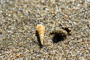 seashell on the beach